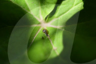Garden Baby Snail On Flower