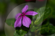 Garden Baby Snail On Flower