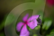 Garden Baby Snail On Flower