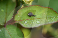 Garden Baby Snail On Flower