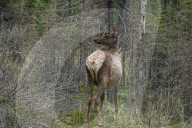 Daily Life In Banff