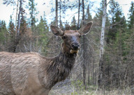 Daily Life In Banff