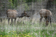 Daily Life In Banff