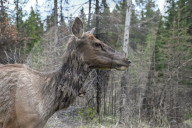 Daily Life In Banff