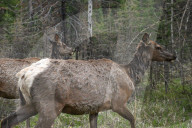 Daily Life In Banff