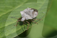 One-spotted Stink Bug