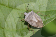 One-spotted Stink Bug