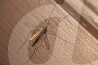 Crane Fly