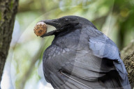 Fish Crow Preys On Turtle Egg
