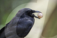 Fish Crow Preys On Turtle Egg