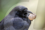 Fish Crow Preys On Turtle Egg