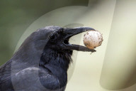 Fish Crow Preys On Turtle Egg