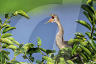 Birds Anhinga Water Diving Hunter