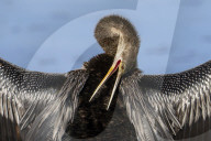 Birds Anhinga Water Diving Hunter