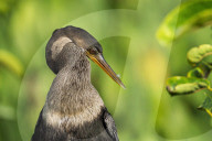 Birds Anhinga Water Diving Hunter