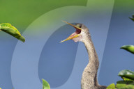Birds Anhinga Water Diving Hunter