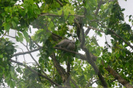 India Animal Bird