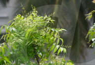 India Insect Butterfly