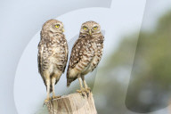 Owls Birds Of Prey
