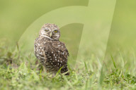 Owls Birds Of Prey