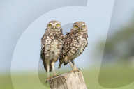 Owls Birds Of Prey