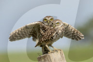 Owls Birds Of Prey