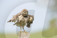 Owls Birds Of Prey