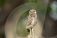 Owls Birds Of Prey