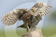 Owls Birds Of Prey
