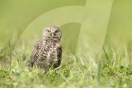 Owls Birds Of Prey