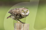 Owls Birds Of Prey