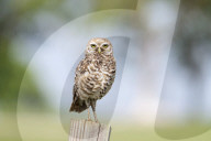 Owls Birds Of Prey