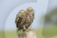 Owls Birds Of Prey