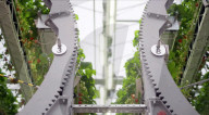 Home  appliance firm Dyson reveals giant strawberry indoor farm