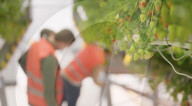 Home  appliance firm Dyson reveals giant strawberry indoor farm