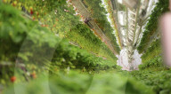 Home  appliance firm Dyson reveals giant strawberry indoor farm