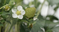 Home  appliance firm Dyson reveals giant strawberry indoor farm