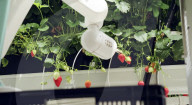 Home  appliance firm Dyson reveals giant strawberry indoor farm