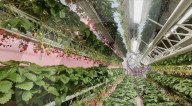 Home  appliance firm Dyson reveals giant strawberry indoor farm