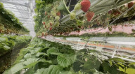 Home  appliance firm Dyson reveals giant strawberry indoor farm