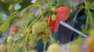 Home  appliance firm Dyson reveals giant strawberry indoor farm
