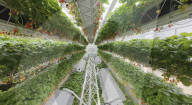 Home  appliance firm Dyson reveals giant strawberry indoor farm