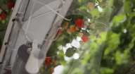 Home  appliance firm Dyson reveals giant strawberry indoor farm