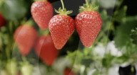 Home  appliance firm Dyson reveals giant strawberry indoor farm