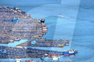 Marine Ranching Industry