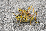 Giant Grasshoppers Swarm The Everglades