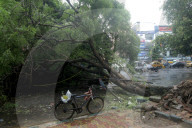 A Big Tree Uprooted In Kolkata , India Due To Heavy Monsoon Rain.