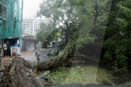 A Big Tree Uprooted In Kolkata , India Due To Heavy Monsoon Rain.