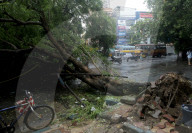 A Big Tree Uprooted In Kolkata , India Due To Heavy Monsoon Rain.