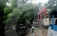 A Big Tree Uprooted In Kolkata , India Due To Heavy Monsoon Rain.